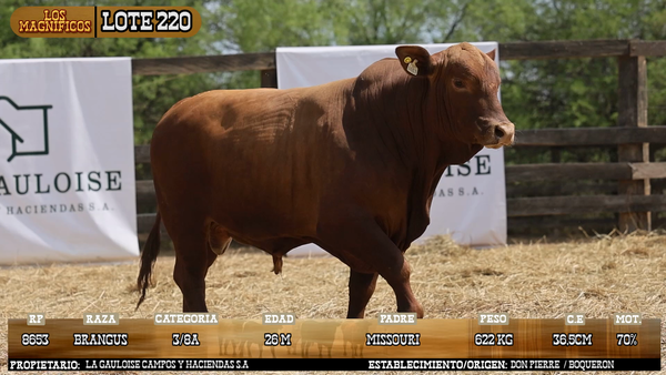 Lote LOTE 220 - VIVO