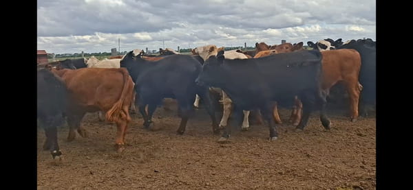 Lote 65 Novillitos en Río Cuarto, Córdoba