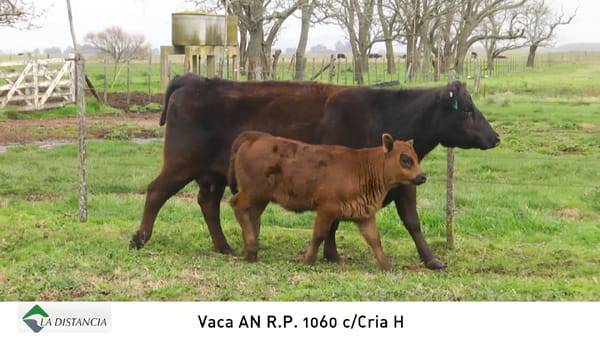Lote Vaca con Cria