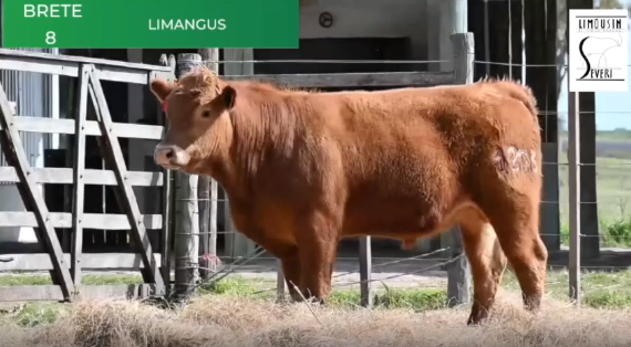 Lote Toros RP 1267 1273 1286 2150 2152