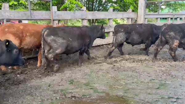 Lote 51 Novillo Engorda en Panguipulli, XIV Región Los Ríos