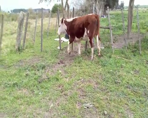 Lote Vaquillonas  HEREFORD 520kg - , San José