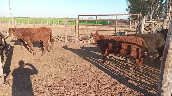 Lote 100 Novillitos Braford en Quebracho Herrado, Córdoba