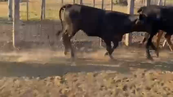 Lote 80 Vaquillonas en Palo Santo, Formosa