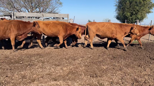 Lote 33 Vacas de invernar en Corrientes, Chavarría