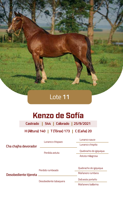 Lote LOTE 11