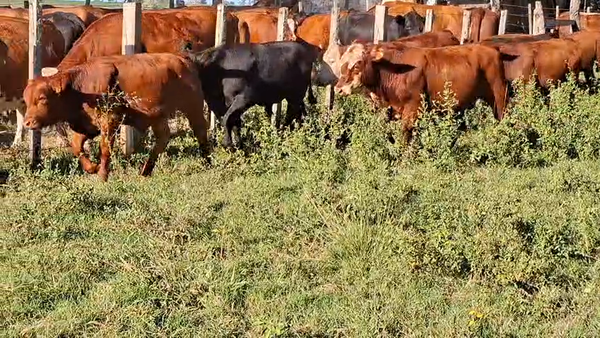 Lote TERNEROS