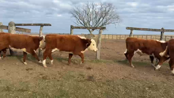 Lote 105 Terneros
