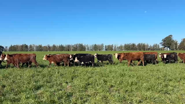 Lote 47 Terneras