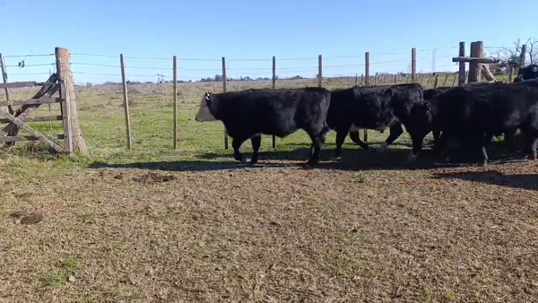 Lote 36 Terneros/as