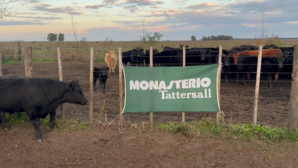 Lote 17 Novillitos en Tres Arroyos