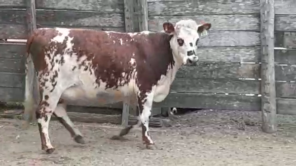 Lote VAQUILLONAS PI PREÑADAS