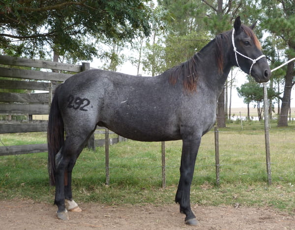 Lote LIMON ESCONDIDO