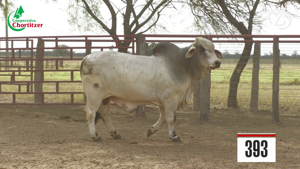 Lote Brahman