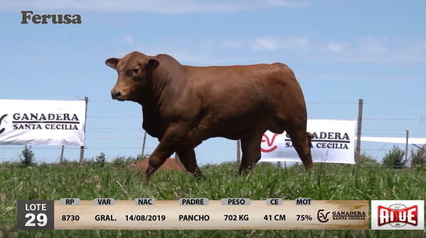 Lote Ganadera Santa Cecilia - Lote 29