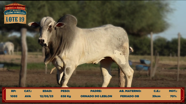 Lote LOTE 19