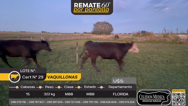 Lote 15 Vaquillonas  en Piedras Coloradas, Florida