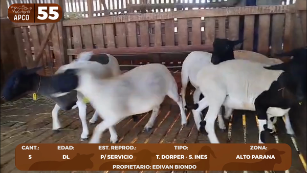 Lote LOTE 55 -POR PANTALLA