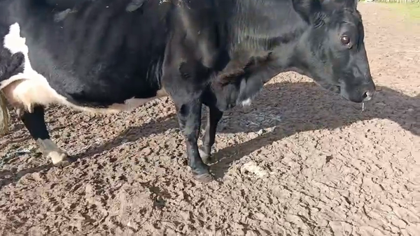 Lote Vaca, San José