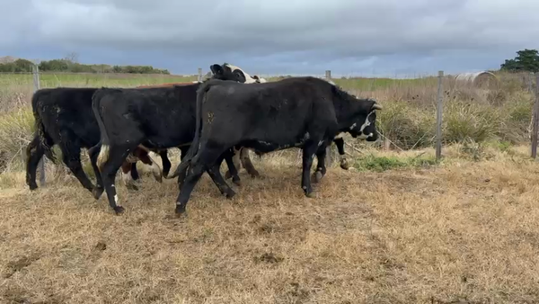 Lote NOVILLOS 1 a 2 AÑOS