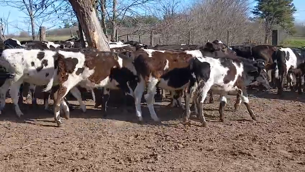 Lote 40 Terneros en Buenos Aires, Los Toldos
