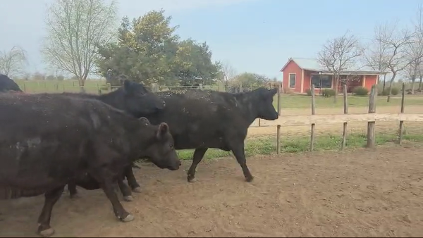 Lote 36 Vacas nuevas C/ gtia de preñez en Tres Algarrobos, Buenos Aires