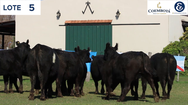 Lote CABAÑA COEMBOTÁ: 11 vaquillas MAS preñadas