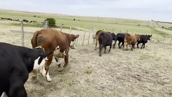  NOVILLOS MAS DE 3 AÑOS