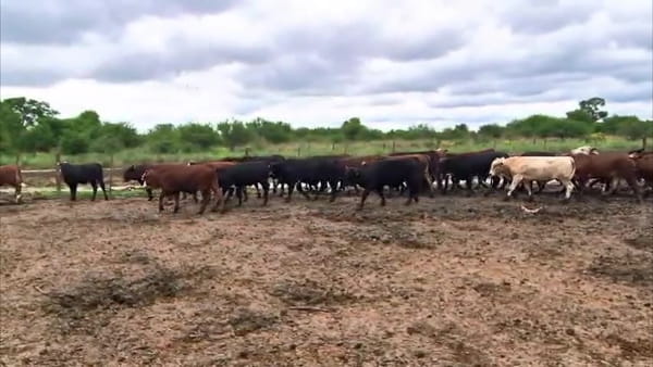 Lote 110 Novillitos y vaquillonas en Santa Fe, Las Toscas