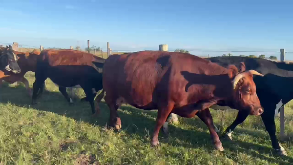 Lote VIENTRES ENTORADOS
