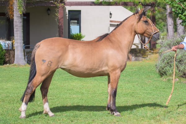 Lote Porteña del Mavial