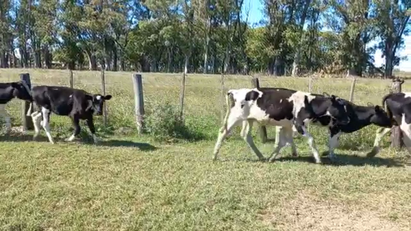 Lote Terneras - bereheterbide