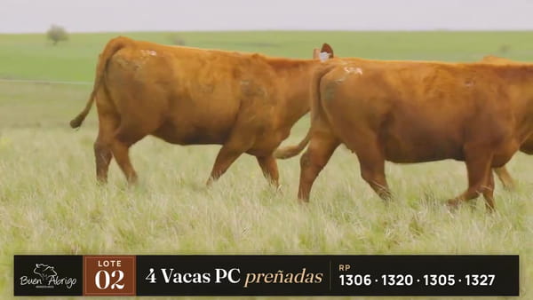 Lote LOTE 02 · 4 VACAS PC PREÑADAS - RP 1306, 1320, 1305, 1327