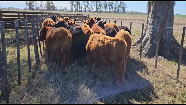 Lote Terneros/as en Bolívar, Buenos Aires
