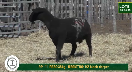 Lote OVINOS HEMBRAS 43