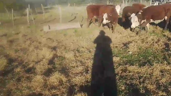 Lote 15 Novillitos y vaquillonas en Corrientes, Curuzu Cuatia