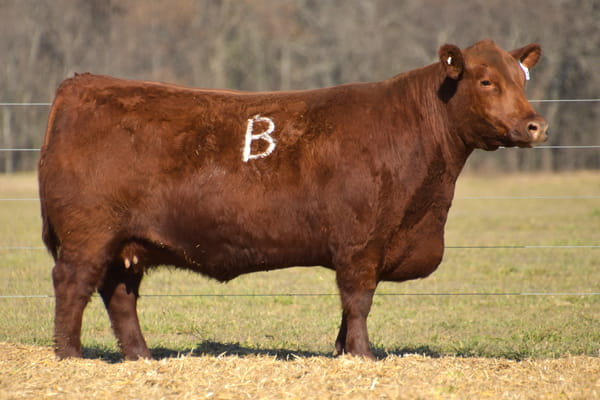 Lote VAQUILLONA ANGUS PP