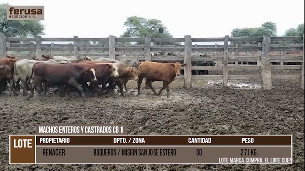 Lote LOTE 20 - 32 MACHOS ENTEROS Y 28 CASTRADOS CBO 1
