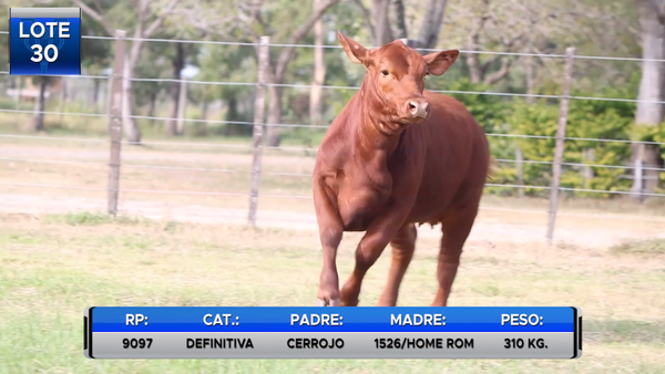 Lote TERNERA BRANGUS RESERVA DE CABAÑA  -LOTE 30