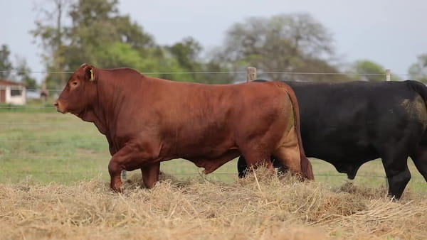 Lote Toros Brangus - Cabaña Los Guasunchos