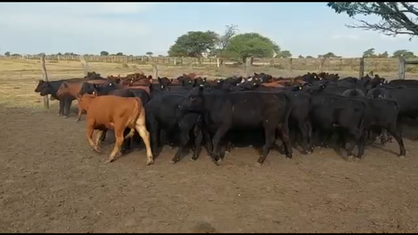 Lote 90 Terneras en Chajarí, Entre Ríos