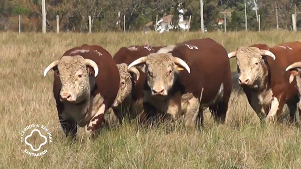 Lote TOROS HEREFORD