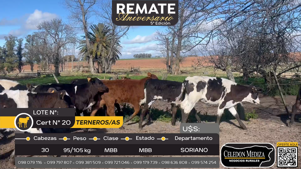 Lote 30 Terneros y Terneras en José Enrique Rodó, Soriano