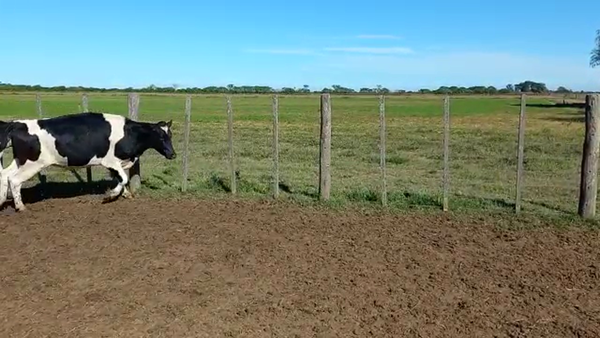 Lote Vaquillonas Para Entorar - Francisco Pautasso