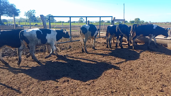 Lote 25 Novillitos Holando en Col. San Pedro, Córdoba