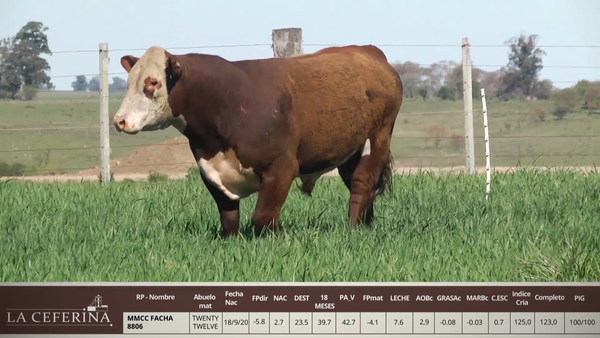 Lote MMCC FACHA 8806