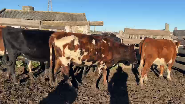 Lote 6 Vaquillonas  Normando y XX en Picada Varela