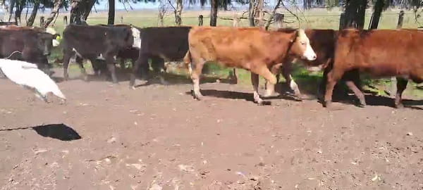 Lote NOVILLOS