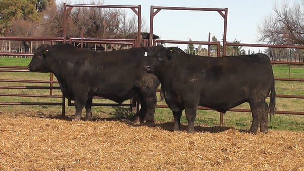 Lote "Toros ""SANTA ROSA"""