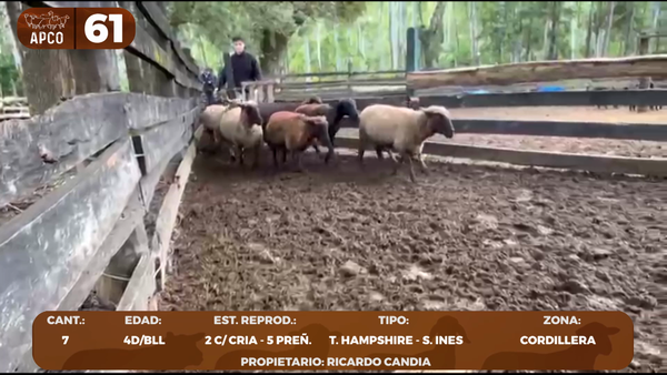 Lote LOTE 61 -POR PANTALLA